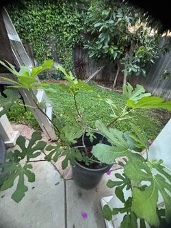 Fig tree