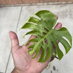 Monstera Cuttings Inodoor/shade Plant 