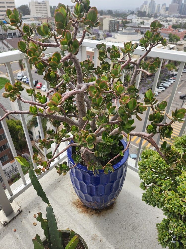 jade plant (crassula ovata) and blue ceramic pot