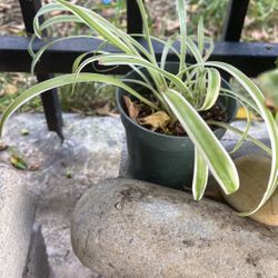 Spider Plant Baby 