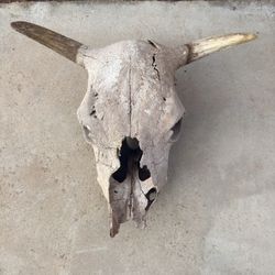 Authentic Real Cow Skull