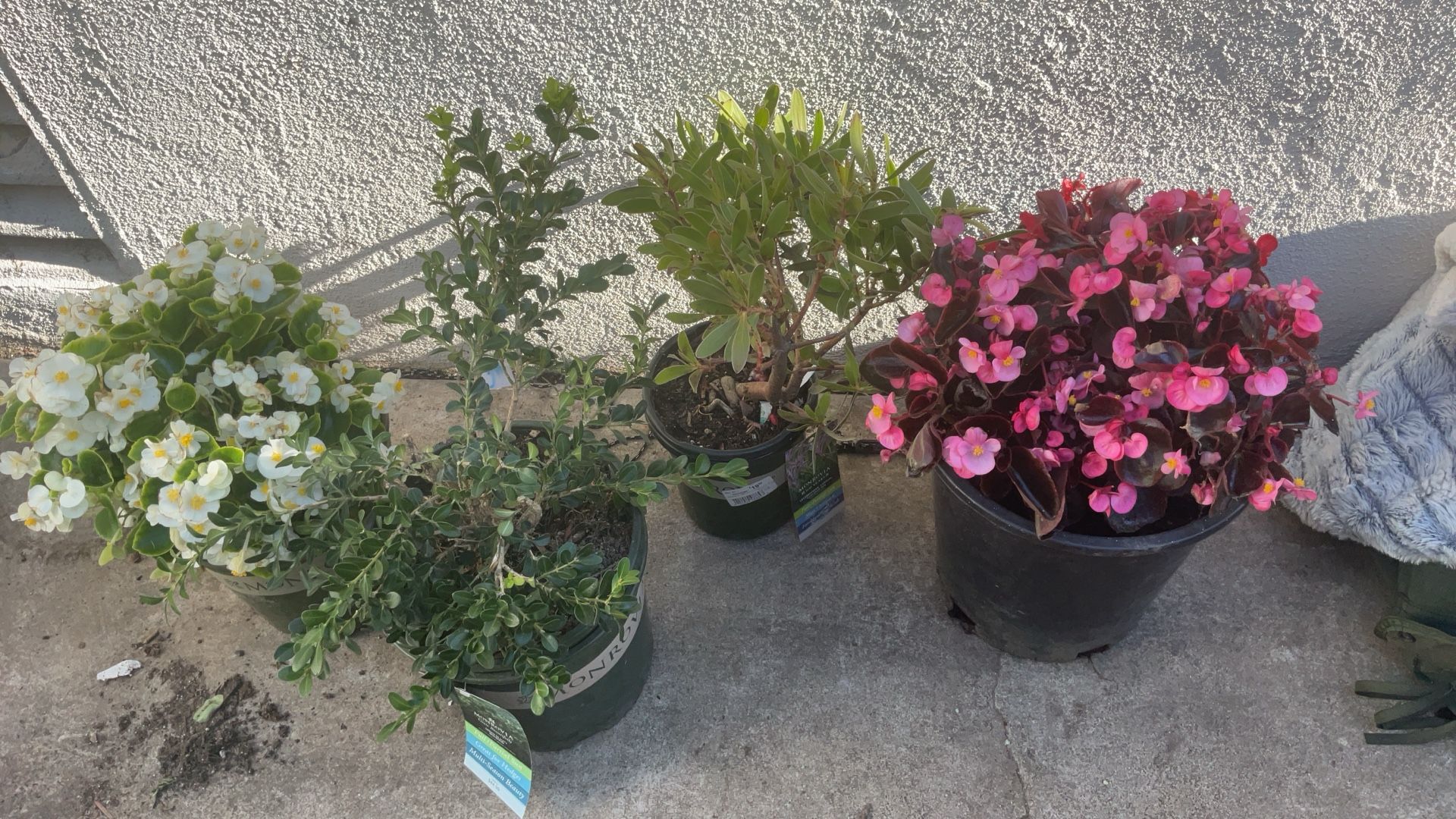 Garden Plants And Flowers Fifty Total