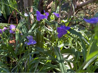Perennial spiderwort plants. Hardy. Native. Long bloom time.