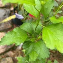 Flor De Sharon Color Lila 