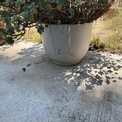 Succulent and White Pot