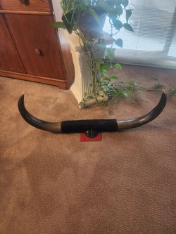 Vintage Bull Horn Taxidermy 