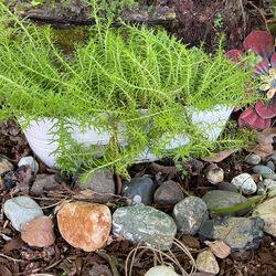 Planted Succulents