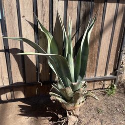 Agave Plant 