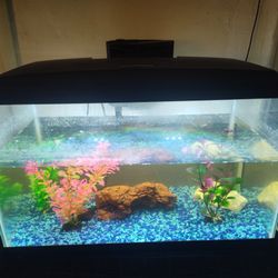 Free 10 Gallon Fish Tank Still In Good Condition It Comes With One Sucker Fish
