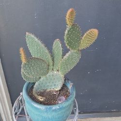 Santa rita purple prickly pair