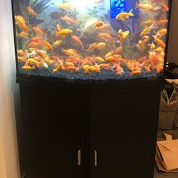 36 Gallon Fish tank