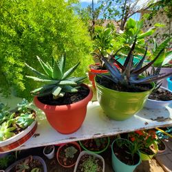 Succulents 