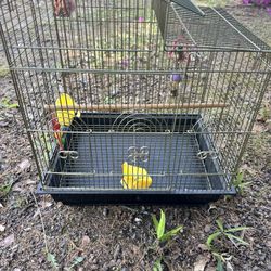Bird Cage