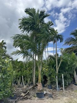 Royal Palms