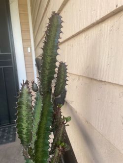 Euphorbia trigana mill or African  milktree  cactus