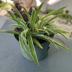 Spider Plant 