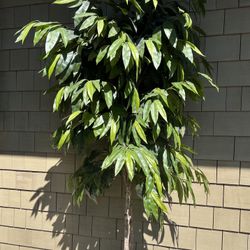 Artificial Ficus Tree