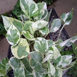 Pearl's & Jade Pothos Plant $18