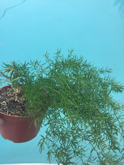 Asparagus Fern