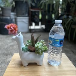 Succulent