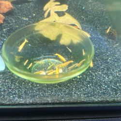 Neocaridina Shrimp  Aquarium, Decor