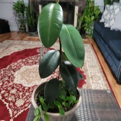 Rubber Tree


