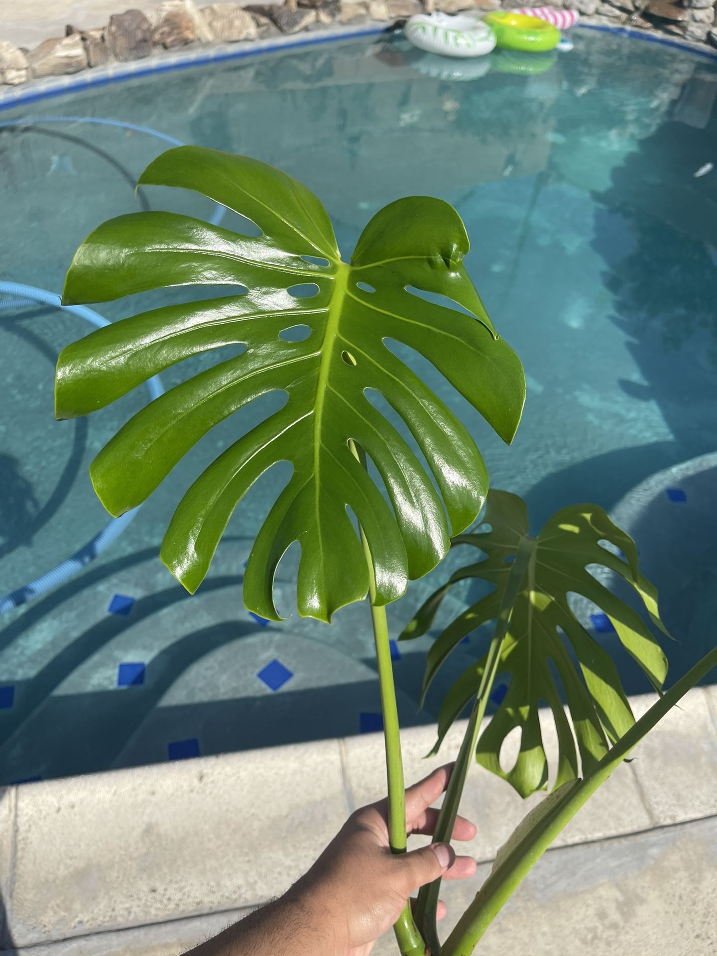 Monstera Rooted Cutting Indoor Plant