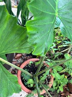 2 large matching terracotta pots with plants