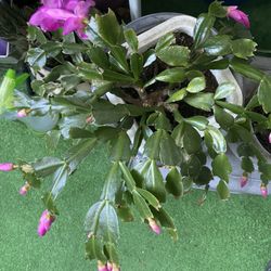 Pink Christmas Cactus 