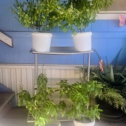 Live Basil Plant $6 Each 