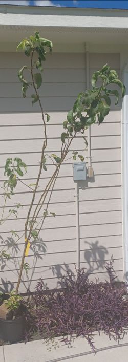 Young Fruit Tree, full grown Sapling in Pot