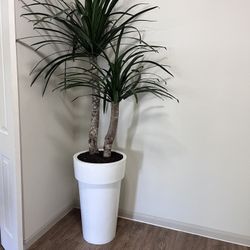 Brand New Palm Tree