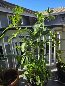 Umbrella tree