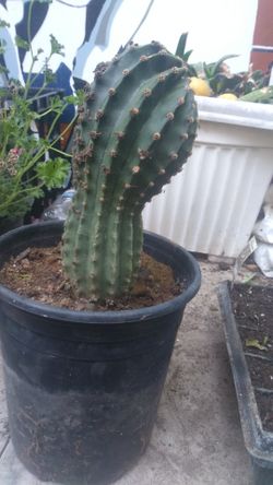 Cactus 🌵
