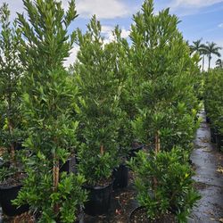 Japanese Blueberry  Tree  Cone  6 To 7 Feet Tall Full Green  Fertilized  Ready For Planting Instant Privacy Hedge  Same Day Transportation  