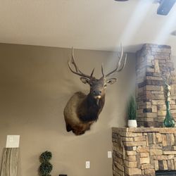Elk Mount 