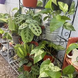 Plants for sale 10 each 