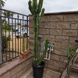 7 Feet Tall Cactus Plant 