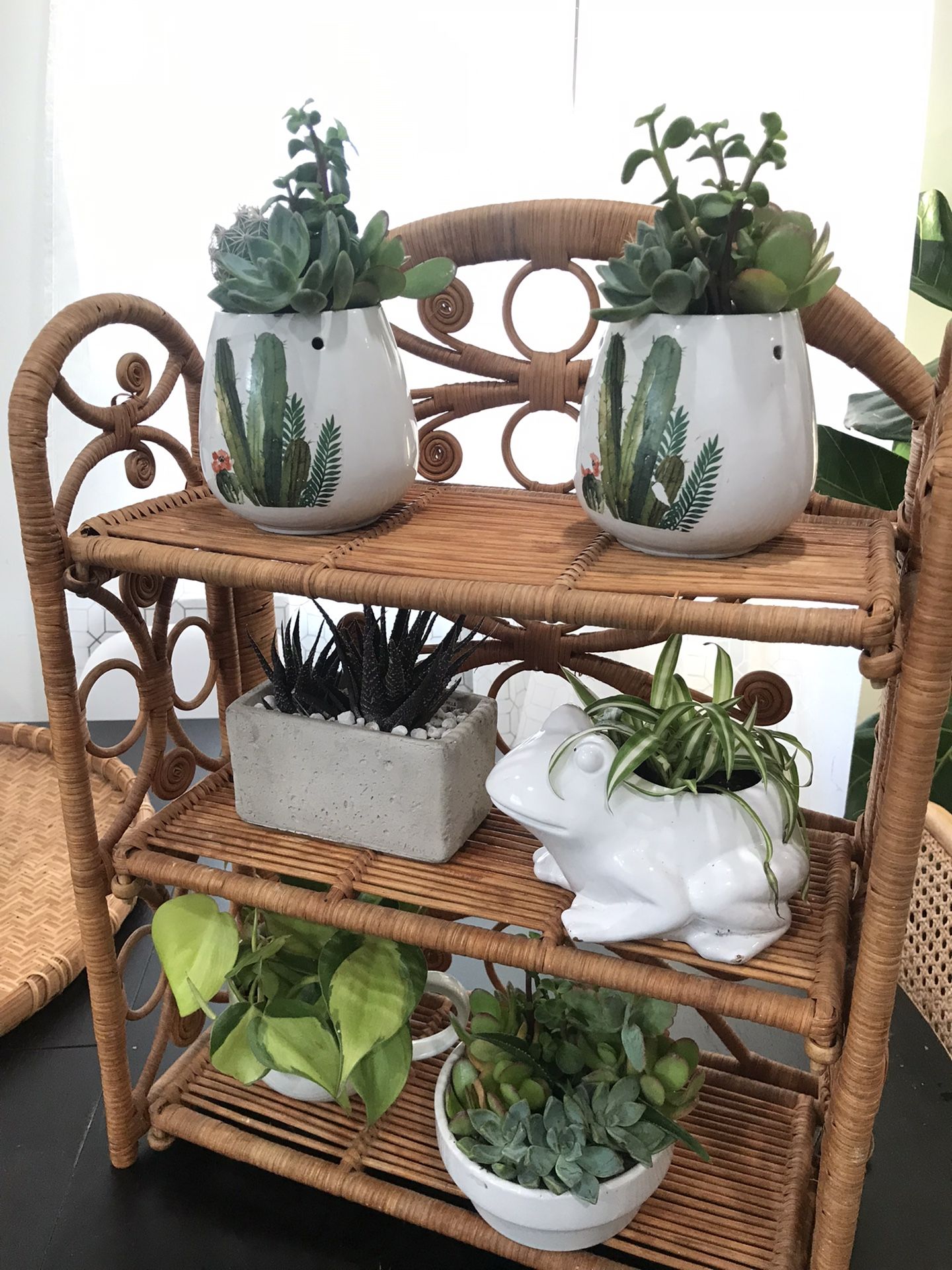 Potted Plants