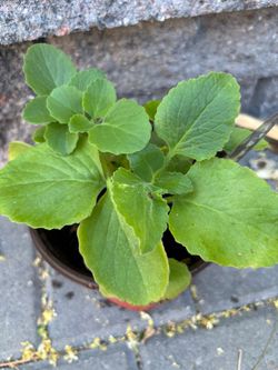 Mexican oregano