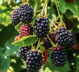 Plants For Sale! - $5 Each (Thornless Blackberries, Raspberries, Hostas, Lilies)