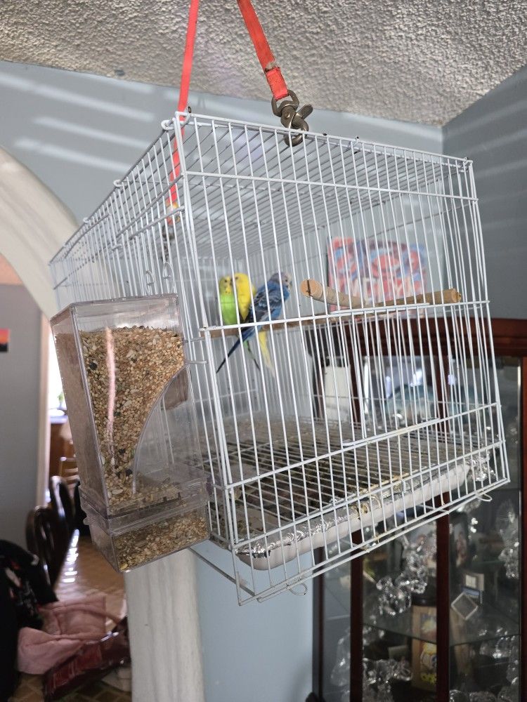 Bird Cage