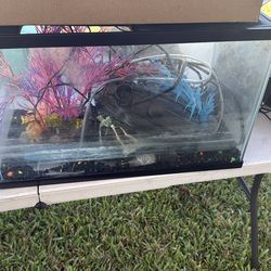 Freshwater fish tank