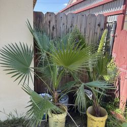 🌴 Free 2 Mexican Fan Palm Trees 4’ Tall Ready To Pick Up