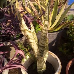 Mother N Laws Tongue Plant In A Pot $10