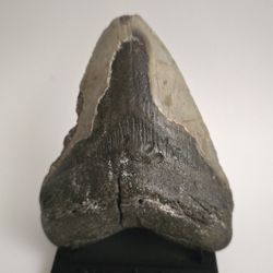 5 in Megaladon Tooth