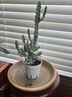cactus variegated