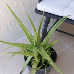 Aloe Vera Barbadensis Plant🌾 ( $5 )
