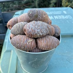 Fresh Deodor Cedar Seed Cones (cash Only) 