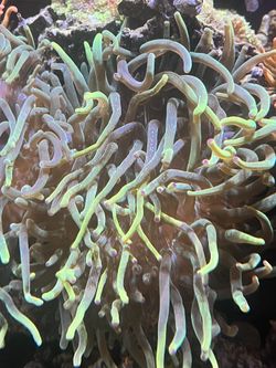 Green And Purple Bubble Tip Anemone